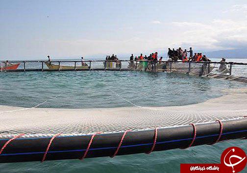 پرورش ماهی در قفس راهی برای توسعه اشتغال