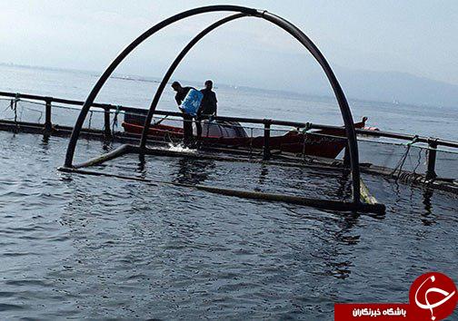پرورش ماهی در قفس راهی برای توسعه اشتغال