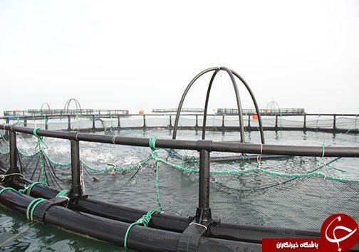 پرورش ماهی در قفس راهی برای توسعه اشتغال