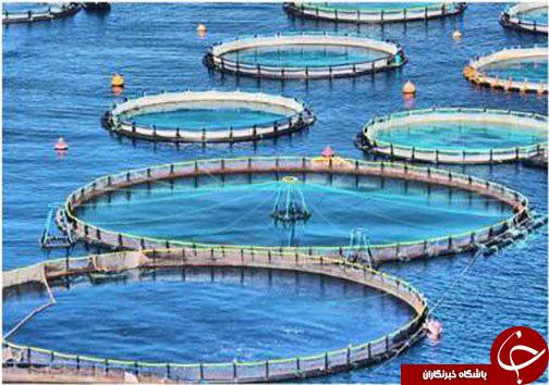 پرورش ماهی در قفس راهی برای توسعه اشتغال