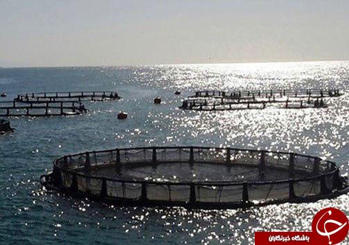 پرورش ماهی در قفس راهی برای توسعه اشتغال