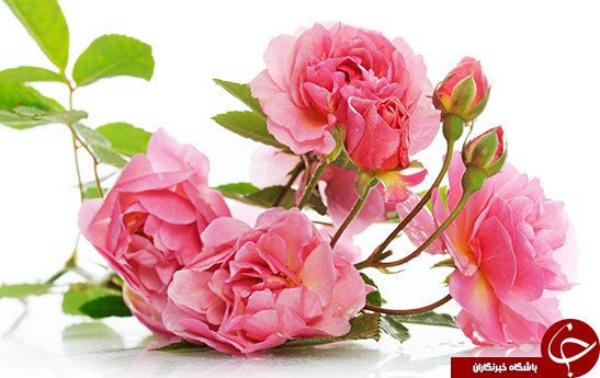 خواص شگفت&zwnj;انگیز گل محمدی؛ بهترین نوشیدنی روزهای سرد