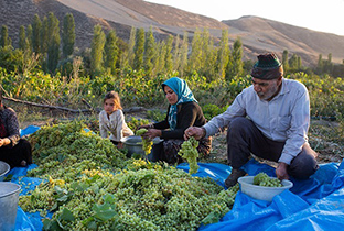 طرح کارورزی کشاورزی برای فارغ‌التحصیلان شهرضا اجرا می‌شود