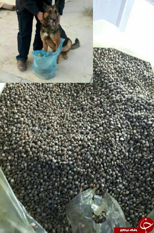 کشف بزرگترین محموله بذر ماده مخدر گل+عکس