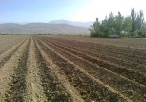 پایان کشت در مزارع بذری در شاهرود و میامی