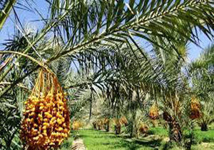 خرید 100 تن خرما از نخلداران فین