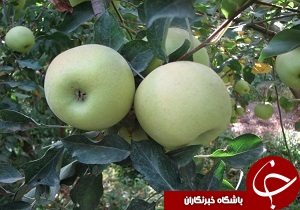 برداشت بیش از سه هزار تن سیب از باغات شهرستان قزوین