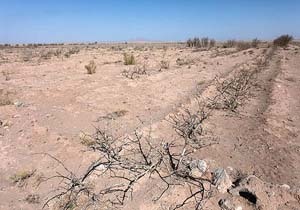 کمبود آب و رها شدن مزارع کشاورزی در «بردج» + فیلم
