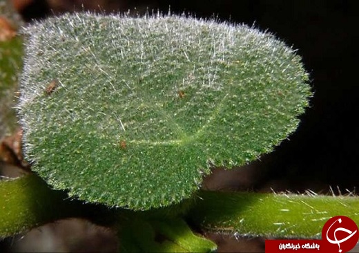 گیاهی را بشناسید که عامل خودکشی می&zwnj;شود +عکس