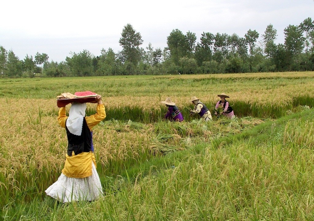 نرخ بالای بهره بانکی بلای جان کشاورزان