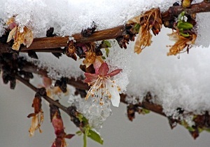سرما تهدیدی برای کشاورزان خراسان جنوبی