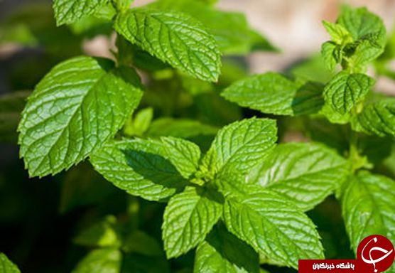 خداحافظی با درد با 8 ماده غذایی