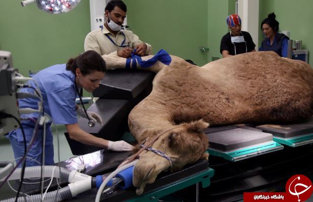 تصاویر روز: تصاویر روز: