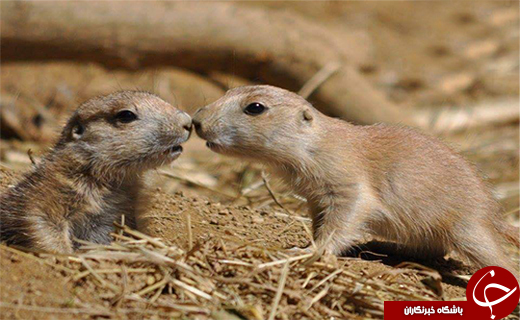 حقایقی جالب  از دنیای حیوانات +تصاویر