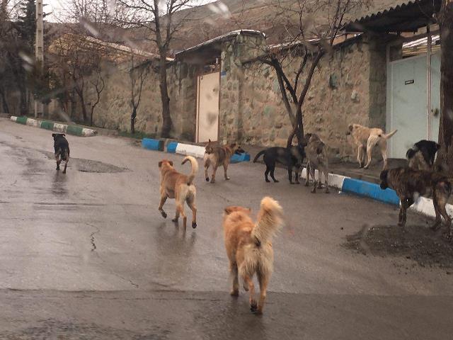 روستای ده ترکمن درمحاصره سگ های ولگرد / مدیریت زباله های روستایی بر عهده شهرداری است