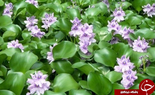 از خودنمایی سنگ های زئولیت تا سنبل آبی تهدیدی جدی برای تالاب + فیلم