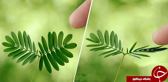 گیاه باهوش جهان را بشناسید +تصاویر