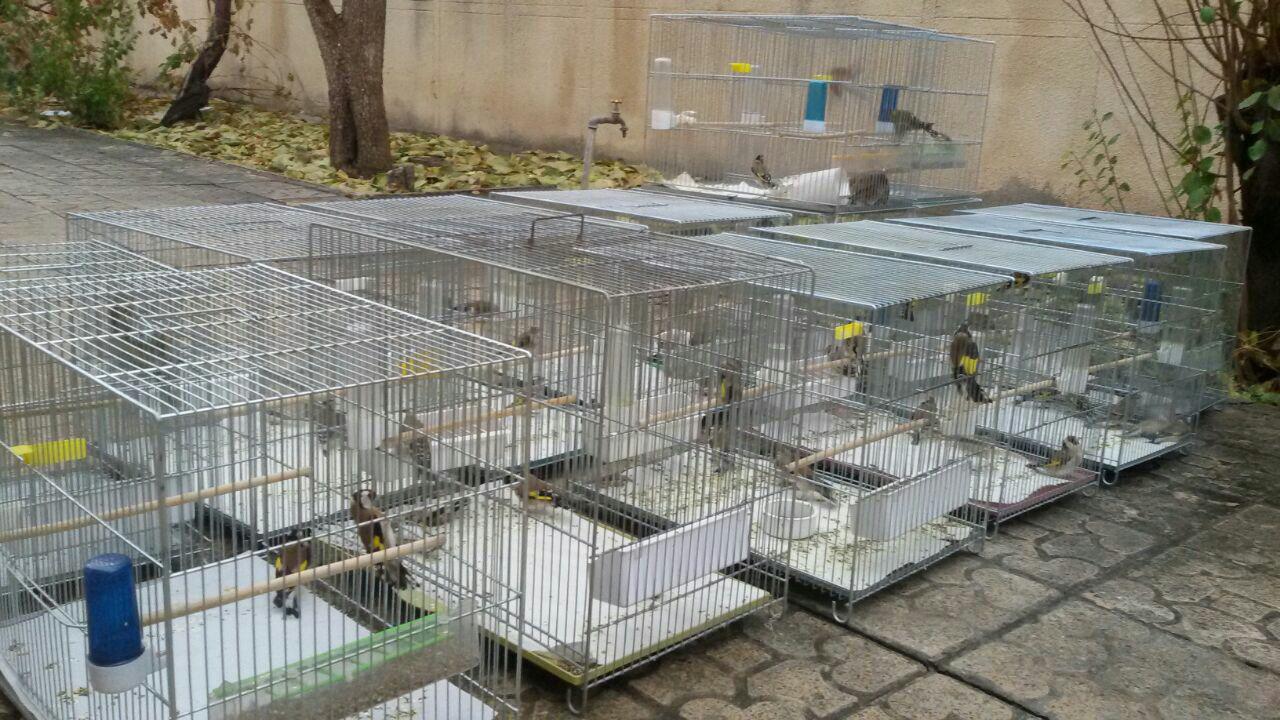 دستگیری متخلفان شکار غیر مجاز در صحنه+تصویر دستگیری متخلفان شکار غیر مجاز در صحنه+تصویر