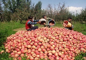 خرید تضمینی بیش از ۴۰ هزار تن سیب صنعتی از باغداران در آذربایجان غربی