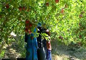 رشد 100 درصدی صادرات سیب آذربایجان غربی