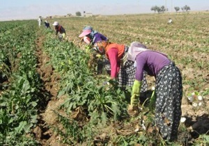 140 هکتار اراضی شهرستان درمیان،زیر کشت چغندر قند