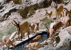 آغاز سرشماری پستانداران در منطقه شکار ممنوع کوثر