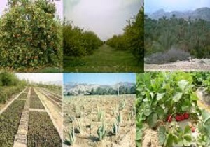 تولید 4 درصد محصولات کشاورزی کشور در استان اردبیل