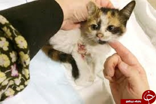ورود گربه های ولگرد به زندگی دختران جوان عربستانی/ موج جدید غربزدگی در پی آزادی زنان در عربستان + تصاویر