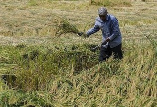اختصاص ۲۶۰۰ میلیارد تومان اعتبار به امور زیربنایی مزارع سیستان و بلوچستان