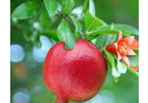 کاهش 40 هزارتنی برداشت انار در استان اصفهان