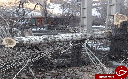 قلع و قمع درختان جنگلی در محور کندوان + تصاویر