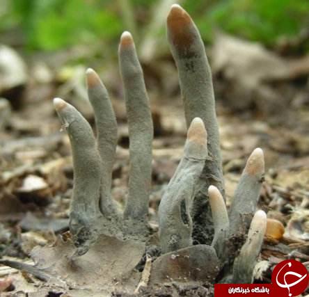 تصاویر ترسناکی که بدون شرح است