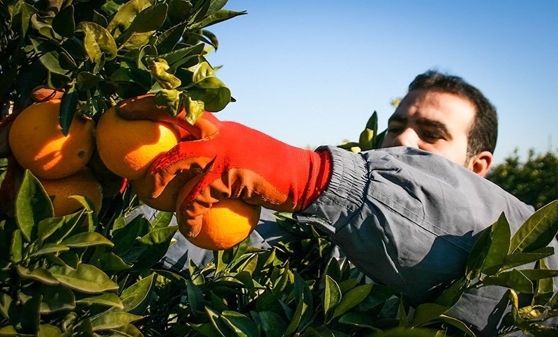 آغاز ثمرچینی از درختان پرتقال از باغات اندیکا