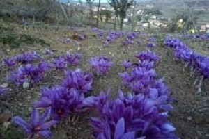 بی نصیب ماندن زعفران کاران ایرانی از سود طلای سرخ + فیلم