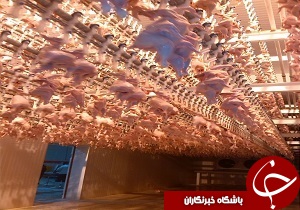 حدف بیش از ۹۴ هزار کیلوگرم مرغ از چرخه مصرف