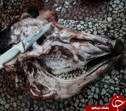 پسر 11 ساله ای که یک قصاب حرفه ای است!+ عکس