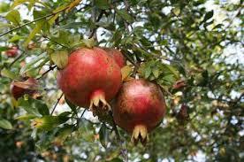 باغات انار روستای بانویزه بعد از ۱۵ سال همچنان برداشت ندارند
