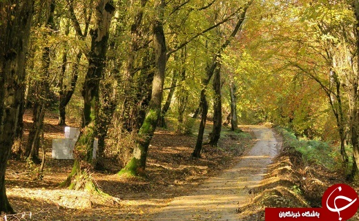 طبیعت پاییزی سوادکوه + تصاویر