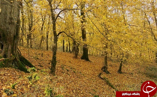 طبیعت پاییزی سوادکوه + تصاویر