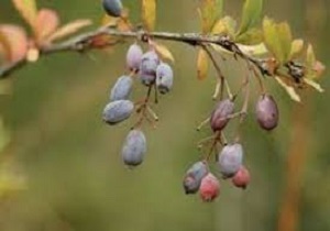 هشدار پیشگیری از بیماری زنگ زرشک
