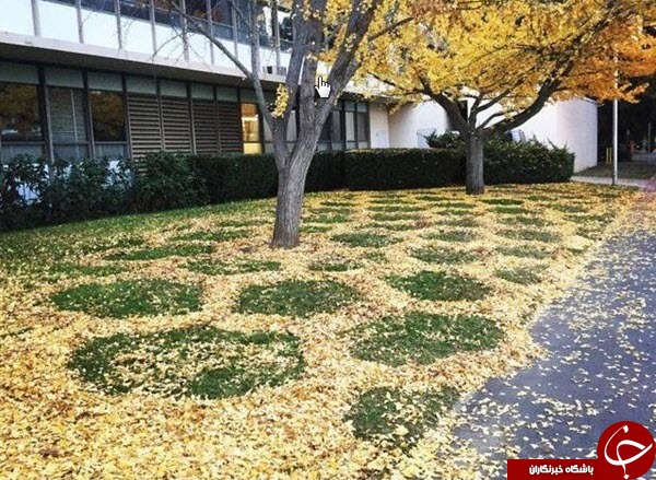 هنرنمایی بسیار زیبا با برگ های پاییزی