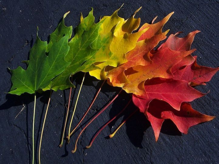 هنرنمایی بسیار زیبا با برگ های پاییزی