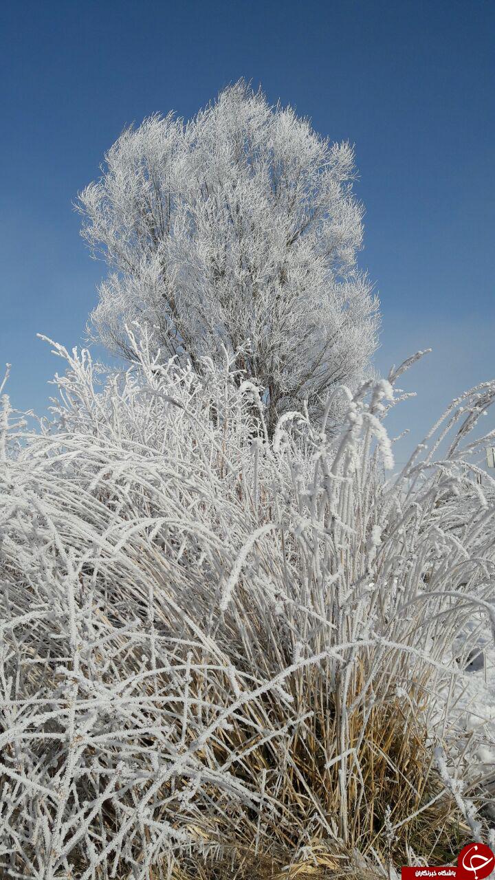 طبیعت برفی روستای سامیان در قاب دوربین + تصاویر