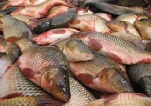 پرورش ماهی در اردبیل از تلاش برای گرفتن وام تا مشکلات بیمه