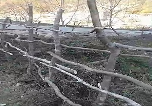حصارکشی با درختان جنگلی در زیرآب + فیلم