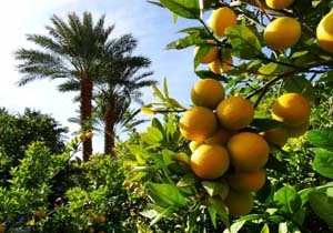 برداشت گریپ فروت در  بخش جغین آغاز شد