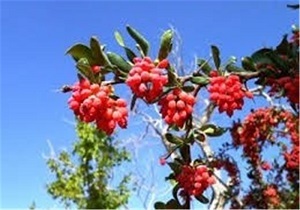 عدم سم پاشی باغات زرشک در روزهای آتی