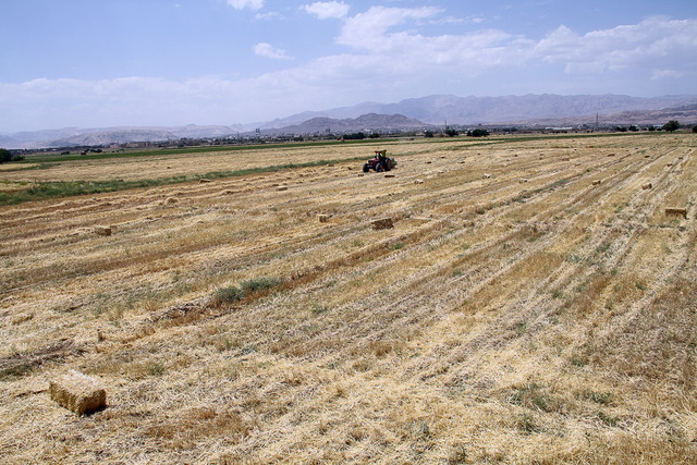 آغاز کشت غلات پاییزه در دهلران