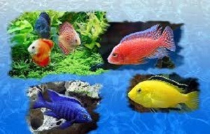 فراخوان همایش ملی ماهیان زینتی در محلات