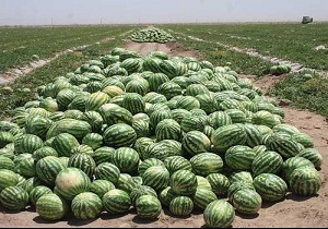 اقلام مورد نیاز شب یلدا در سردخانه ها و انبارها به مقدار کافی موجود است